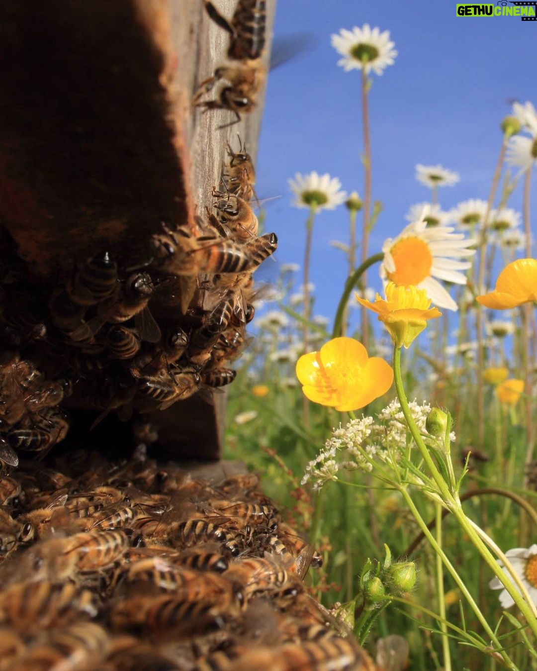 Angelina Jolie Instagram - Bee populations are under threat across the globe due to non-sustainable agriculture practices, climate change, habitat destruction and biodiversity erosion. Pollinator dependent crops contribute to 35% of global crop production volume. If the precious pollinators, especially bees, disappeared from nature, 75% of all cultivated plants and 90% of wild flowering plants that depend on pollinators would be threatened. On World Bee Day, I am happy to help raise awareness on the importance of this precious pollinator. By protecting the bee, we're helping to protect traditional local knowledge, preserve biodiversity, and ensuring the future of communities around the world. 📷 Éric Tourneret @guerlain #WorldBeeDay More information about the bees can be found in the Assessment Report on Pollinators, Pollination and Food production by IPBES. Link in my bio.