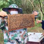 Angelina Jolie Instagram - On World Bee Day, I am happy to support the Women For Bees initiative, to promote sustainable beekeeping practices and female entrepreneurship. Since 2010 the MJP Foundation in Cambodia has worked with local women in Samlout to generate income and employment using sustainable wild honey-harvesting techniques. However, recurring forest fires and increases in pesticide use nearby destroyed wild honey sites, dropping production dramatically. Now, alongside UNESCO and Guerlain, the MJP Foundation trains local communities on farming and raising bees to produce honey. #MJP #WomenForBees #UNESCO #WorldBeeDay #GuerlainforBees 📷 @DanWintersPhoto