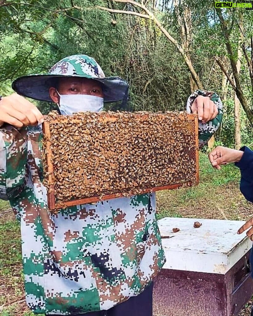 Angelina Jolie Instagram - On World Bee Day, I am happy to support the Women For Bees initiative, to promote sustainable beekeeping practices and female entrepreneurship. Since 2010 the MJP Foundation in Cambodia has worked with local women in Samlout to generate income and employment using sustainable wild honey-harvesting techniques. However, recurring forest fires and increases in pesticide use nearby destroyed wild honey sites, dropping production dramatically. Now, alongside UNESCO and Guerlain, the MJP Foundation trains local communities on farming and raising bees to produce honey. #MJP #WomenForBees #UNESCO #WorldBeeDay #GuerlainforBees 📷 @DanWintersPhoto
