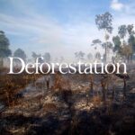 Angelina Jolie Instagram - We've launched a biodiversity survey with Flora & Fauna International to map the plants and animals still in the forest of Cambodia’s Samlout district as a baseline for their protection and conservation in the future, since we do not yet know how much endangered wildlife remains. It's just one example of the devastating impact of deforestation globally - and why world leaders must be held to their promises. #deforestation @faunafloraint Photo credit Image 1: Christian Pirkl Image 6: NASA Earth Observatory/Joshua Stevens