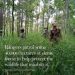 Angelina Jolie Instagram - We've launched a biodiversity survey with Flora & Fauna International to map the plants and animals still in the forest of Cambodia’s Samlout district as a baseline for their protection and conservation in the future, since we do not yet know how much endangered wildlife remains. It's just one example of the devastating impact of deforestation globally - and why world leaders must be held to their promises. #deforestation @faunafloraint Photo credit Image 1: Christian Pirkl Image 6: NASA Earth Observatory/Joshua Stevens