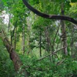 Angelina Jolie Instagram - We've launched a biodiversity survey with Flora & Fauna International to map the plants and animals still in the forest of Cambodia’s Samlout district as a baseline for their protection and conservation in the future, since we do not yet know how much endangered wildlife remains. It's just one example of the devastating impact of deforestation globally - and why world leaders must be held to their promises. #deforestation @faunafloraint Photo credit Image 1: Christian Pirkl Image 6: NASA Earth Observatory/Joshua Stevens
