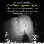 Angelina Jolie Instagram - Southeast Asia is one of the most biologically diverse regions on Earth. The widespread use of snares is threatening the balance of this environment. Snares are animal traps shaped in the form of flexible noses made of cable, wire, or rope, and have caused a major decline in wildlife populations. Despite this there is some positive news to share. A Zero Snaring campaign was launched in Cambodia last year and has resulted in the removal of an estimated 40% of snares, and the confiscation of 50% of homemade guns, in protected areas like the one where my family has worked with a local team for over twenty years to try to slow deforestation and protect the forest and its wildlife. Our MJP team has camera traps in place at night to monitor wildlife activity and send these recent images #ZeroSnaringCampaign #Cambodia #StopTheSnares    តំបន់អាស៊ីអាគ្នេយ៍ គឺជាភូមិសាស្តដែលសម្បូរទៅដោយជីវចម្រុះនានា ច្រើនជាងគេលើផែនដីយើងនេះ។ ភាពរីករាលដាលនៃការប្រើអន្ទាក់ចាប់សត្វគ្រប់ប្រភេទ បានក្លាយជាការគំរាមកំហែងដ៏ធ្ងន់ធ្ងរមួយ ដល់លំនឹងបរិស្ថានក្នុងតំបន់នេះ។ អន្ទាក់ គឺជាឧបករណ៍ឆ្មក់ចាប់សត្វ ដែលមានមាត់ច្រកបត់បែនបាន ធ្វើអំពីខ្សែកាបខ្នាតតូច ខ្សែលួស ឬក៏ខ្សែនីឡុង ហើយវាជាបច្ច័យដ៏ចំបងមួយក្នុងការធ្វើឲ្យបរិមាណសត្វព្រៃថយចុះយ៉ាងគំហុក។ ទោះបីជាយ៉ាងនេះក្តី ខ្ញុំទទួលបានដំណឹងល្អមួយ យកមកចែករំលែកជូននៅពេលនេះ។ យុទ្ធនាការអន្ទាក់សូន្យ ត្រូវបានផ្តួចផ្តើមឡើងនៅកម្ពុជា កាលពីឆ្នាំទៅ ហើយបានរួមចំណែក កាត់បន្ថយអន្ទាក់គ្រប់ប្រភេទ ជាង ៤០% រឹបអូសកាំភ្លើងកែច្នៃសម្រាប់បរបាញ់សត្វប្រមាណជា៥០% ចេញពីតំបន់ព្រៃការពារនានា រាប់ទាំងតំបន់មួយដែលគ្រួសារខ្ញុំ បានចូលរួមចំណែកជួយការពារអស់ជាង២០ឆ្នាំកន្លងទៅនេះ ដើម្បីទប់ស្កាត់ការបំផ្លាញព្រៃធម្មជាតិ និងសត្វព្រៃ។ ក្រុមការងារ បានដាក់ម៉ាស៊ីនថតស្វ័យប្រវត្តិ នៅតាមទីតាំងនានាក្នុងព្រៃដើម្បីសង្កេតមើលសត្វព្រៃ ហើយបានផ្ញើមកឲ្យខ្ញុំនូវរូបភាពថ្មីៗទាំងនេះ។