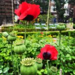 Angelique Boyer Instagram – Esa chamarra roja me recordará siempre los días de Ámsterdam y sus Amapolas 😍 caminatas de 22 km 🥴 recorriendo sin mirar la hora, los atardeceres nos sorprendían 🌅 a las 22:30 🙃🤩 que verano! ❤️ @sebastianrulli Amsterdam Netherland