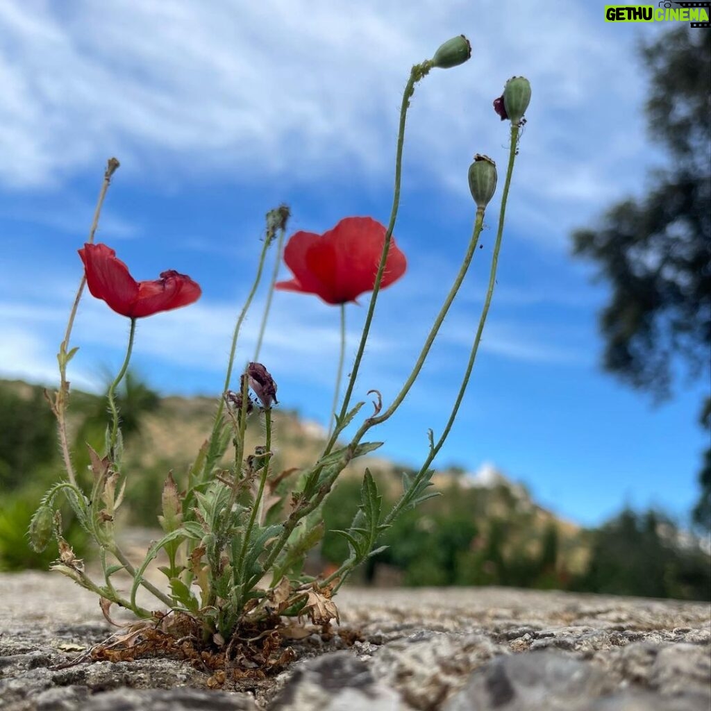 Angelique Boyer Instagram - Siempre hay flores para quien desea verlas 🍃🌼 Ronda, Andalucia. España