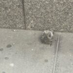 Anna Cain Bianco Instagram - A stupid face, a baby pigeon, art, and NYC Nice photo @mikebryknyc for @niceonecomedy Manhattan, New York