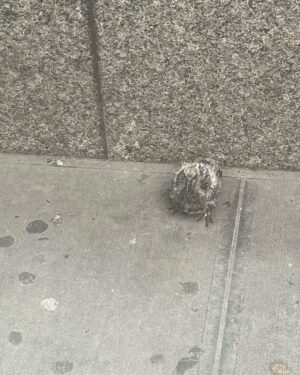 Anna Cain Bianco Instagram - A stupid face, a baby pigeon, art, and NYC

Nice photo @mikebryknyc for @niceonecomedy