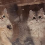 Anna Kay Instagram - How many cats？#🐈 #cat