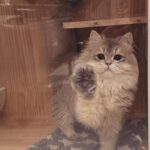 Anna Kay Instagram – How many cats？#🐈 #cat