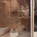 Anna Kay Instagram - How many cats？#🐈 #cat