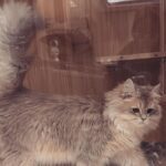 Anna Kay Instagram - How many cats？#🐈 #cat