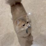 Anna Kay Instagram - How many cats？#🐈 #cat