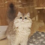 Anna Kay Instagram – How many cats？#🐈 #cat