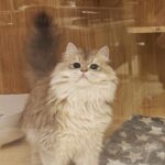 Anna Kay Instagram - How many cats？#🐈 #cat