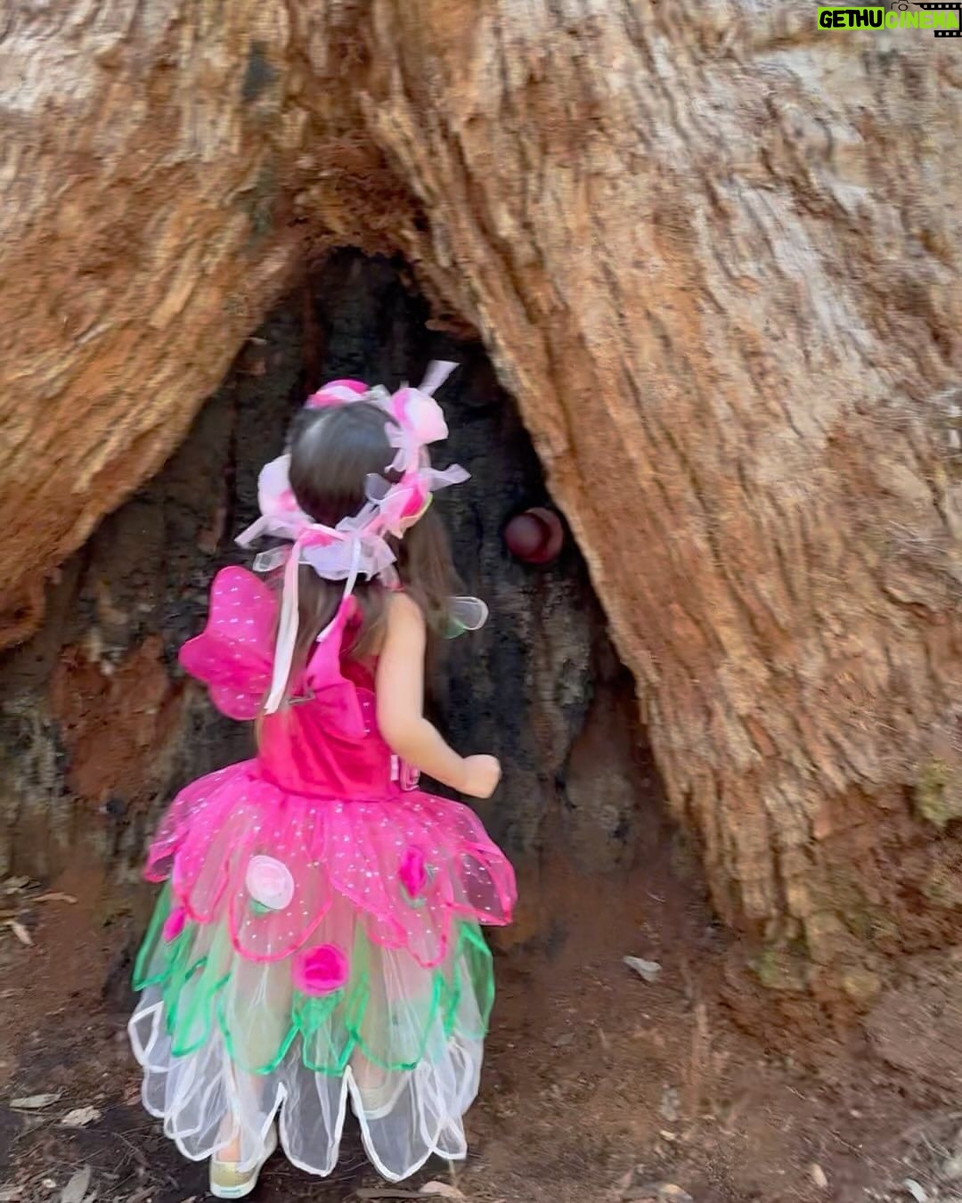 Anne Curtis Instagram - Found a Bush Fairy amongst the Valley of the Giants 🧚♀️🧚 @erwan Valley of the Giants Tree Top Walk