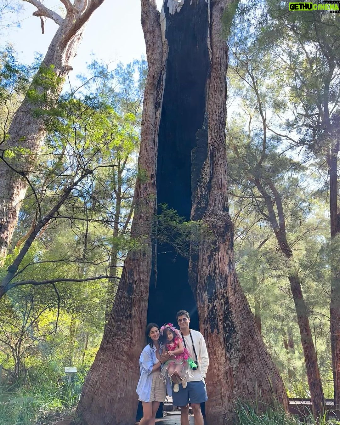 Anne Curtis Instagram - Found a Bush Fairy amongst the Valley of the Giants 🧚♀️🧚 @erwan Valley of the Giants Tree Top Walk