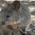 Anne Curtis Instagram - G’day Mr. Quokka. We’ve come a long long way just to see you 🇦🇺🇵🇭 Rottnest Island, Western Australia