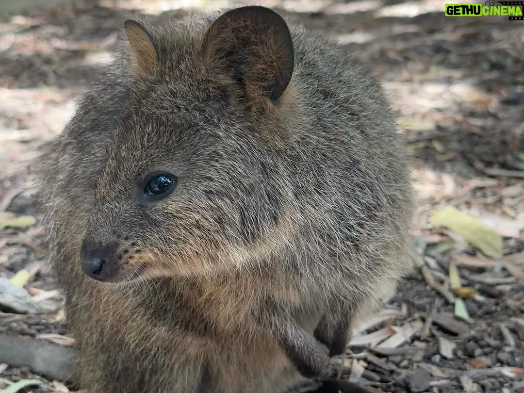 Anne Curtis Instagram - G’day Mr. Quokka. We’ve come a long long way just to see you 🇦🇺🇵🇭 Rottnest Island, Western Australia