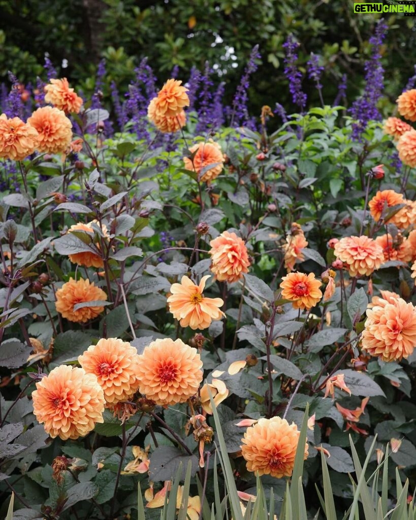 Anne Curtis Instagram - Summer Dahlias 🌼 #ricohgr3x #ricohgr #ricoh Melbourne Botanical Gardens