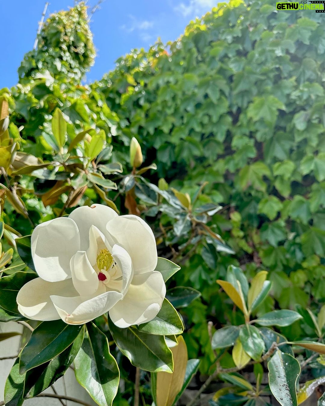 Anne Curtis Instagram - A sign I’m back in Mum’s garden 🪴 Melbourne, Victoria, Australia