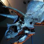 Anne Curtis Instagram - Horridus. One of the most complete Triceratops fossils ever found. So cool. 🦕 🦖 Melbourne Museum