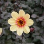 Anne Curtis Instagram - Wish Dahlia’s were easy to plant, grow and bloom in the Philippines 🥹🌼🪴