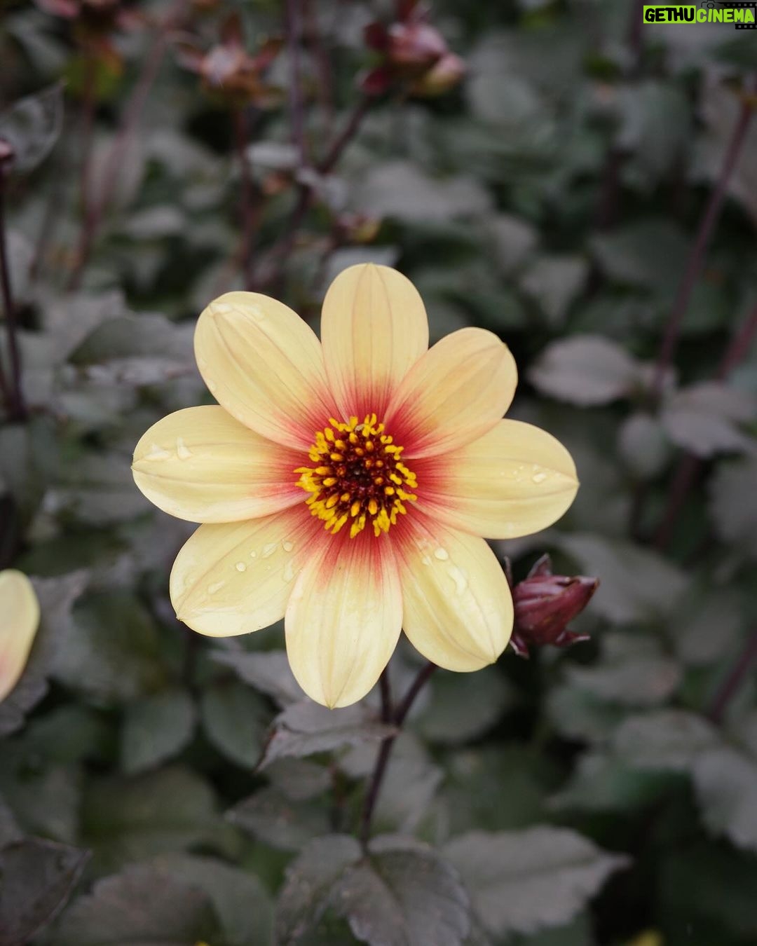 Anne Curtis Instagram - Wish Dahlia’s were easy to plant, grow and bloom in the Philippines 🥹🌼🪴