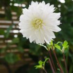 Anne Curtis Instagram - Dahlia 🌸 We are attempting the impossible by planting our own little Dahlia garden. Mum @carmcurtissmith I need some green thumb guidance? Anyone else have any tips how I can make them survive in the metro? 🌼 @erwan