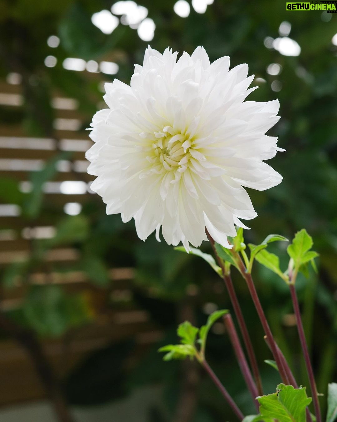Anne Curtis Instagram - Dahlia 🌸 We are attempting the impossible by planting our own little Dahlia garden. Mum @carmcurtissmith I need some green thumb guidance? Anyone else have any tips how I can make them survive in the metro? 🌼 @erwan
