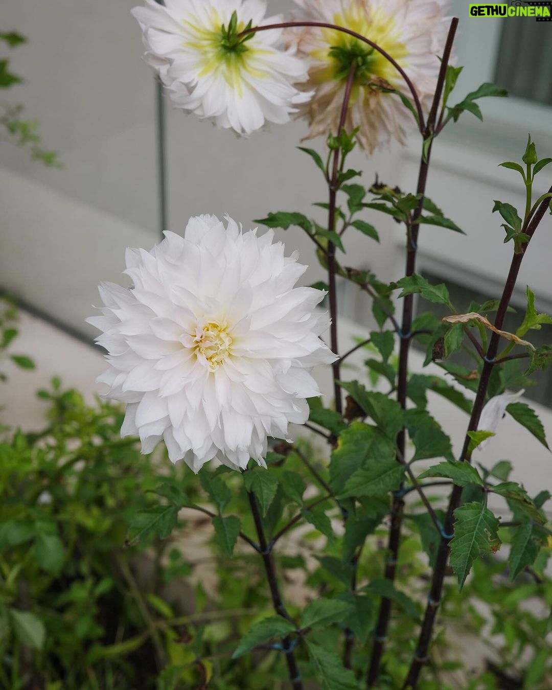 Anne Curtis Instagram - Dahlia 🌸 We are attempting the impossible by planting our own little Dahlia garden. Mum @carmcurtissmith I need some green thumb guidance? Anyone else have any tips how I can make them survive in the metro? 🌼 @erwan