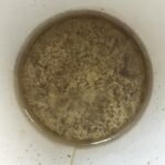 Anne Dudek Instagram - Petri dish? Modern art? No! The end of my #bonebroth I found in Santa Fe! Santa Fe, New Mexico