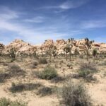 Anne Dudek Instagram - Joshua Tree