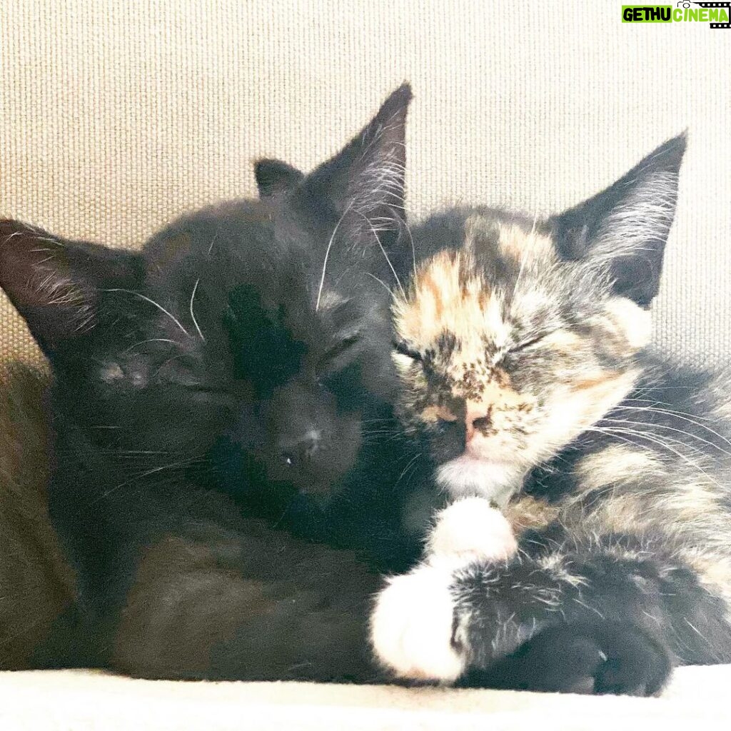Anne Dudek Instagram - Happy international cat day! These are the two kittens I have been fostering through @thecatsmeowanimalrescue If you or someone you know would love to give a forever home to these little cuties - or other kittens that need a home!- please visit their website! www.thecatsmeowanimalrescue.org