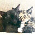 Anne Dudek Instagram – Happy international cat day! These are the two kittens I have been fostering through @thecatsmeowanimalrescue If you or someone you know would love to give a forever home to these little cuties – or other kittens that need a home!- please visit their website! www.thecatsmeowanimalrescue.org