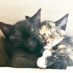 Anne Dudek Instagram - Happy international cat day! These are the two kittens I have been fostering through @thecatsmeowanimalrescue If you or someone you know would love to give a forever home to these little cuties - or other kittens that need a home!- please visit their website! www.thecatsmeowanimalrescue.org