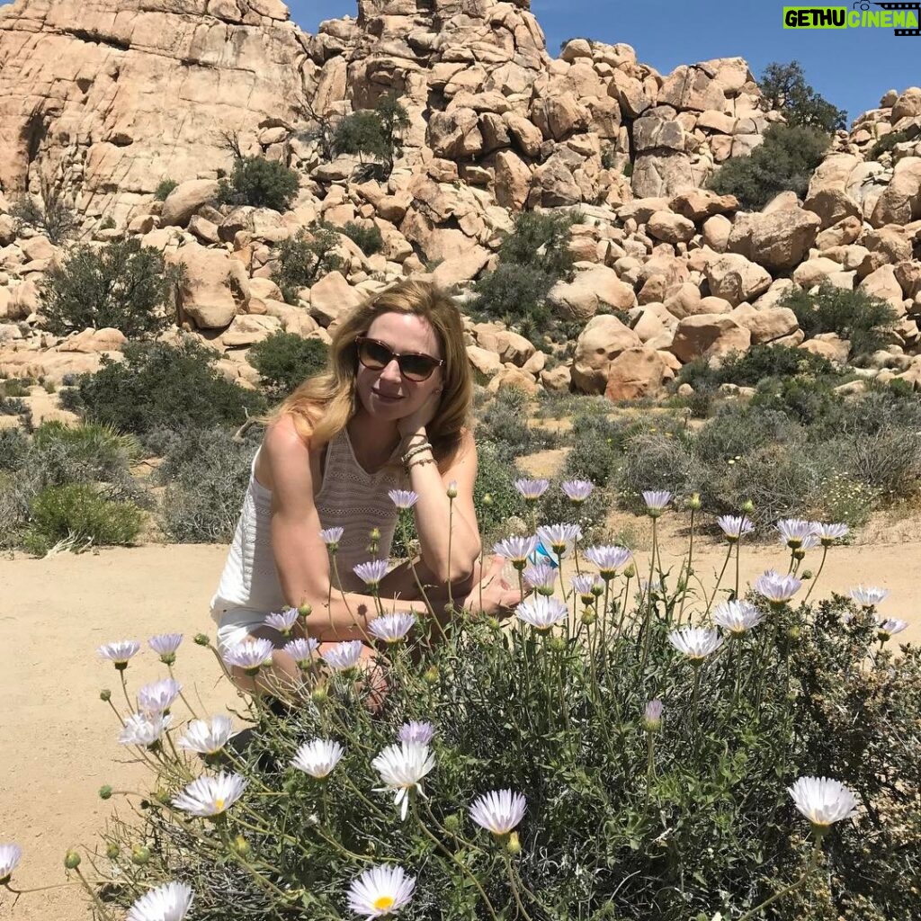 Anne Dudek Instagram - Desert superbloom Joshua Tree National Park