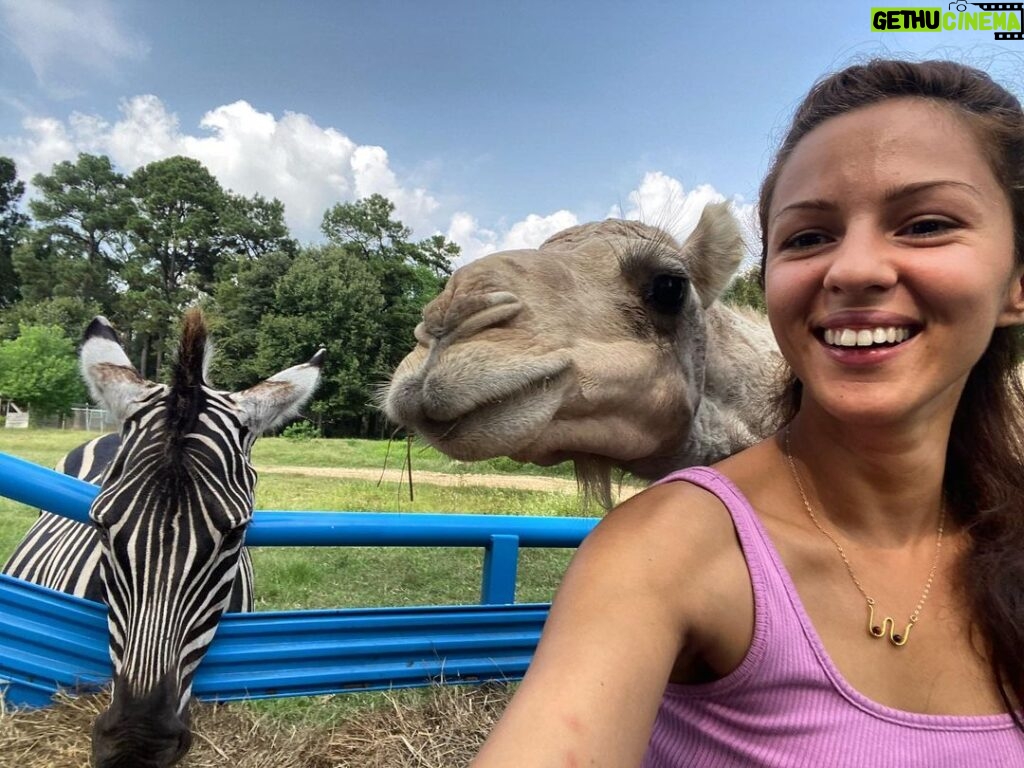 Annet Mahendru Instagram - Was so excited about my first tractor safari, I thought the camel was a baby giraffe, the entire time. I blame the zebra. Lousiana