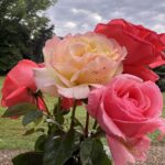 Anthony Albanese Instagram - Happy Valentines Day 🌹 The Lodge, Canberra