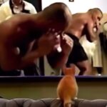 Anthony Yarde Instagram - Mike even influencing animals 😂😂😂 #MikeTyson