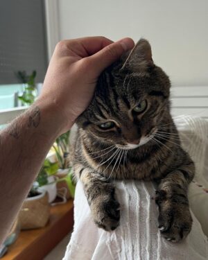 Antoine Goretti Instagram - Je ne sais pas ce que j’ai en ce moment mais je me pose beaucoup de questions, j’aimerais adopter un chat à la @la_spa , un chat que personne ne veut adopter pour lui donner une famille avec de l’amour, même s’il est vieux, même s’il est malade, même s’il a des traumatismes qui demandent du temps à soigner.

Malgré tout, à chaque fois que je me dis que c’est décidé, je pense à mon chat Justin dont ma maman s’occupe depuis que je suis parti de la maison et j’ai un sentiment de culpabilité qui me noue la gorge, comme si inconsciemment je le remplaçais. 

Mon chat je l’aime et je ne le vois pas assez et plus il vieillit plus je redoute de le perdre et de ne pas avoir assez profité de lui. C’est un sentiment désagréable entre l’envie de donner du bonheur dans la vie d’un petit être qui en a manqué terriblement et celui de penser à son chat de 16ans (encore en forme) qui partira un jour et qui fera un trou dans mon cœur, comme tous les chats qui m’ont donné la chance de les avoir dans ma vie.

Je pense aussi à moi, si je prends ce chat et que je lui donne de l’amour, comment je vais réussir à gérer mes émotions s’il part trop vite ou trop brusquement, bref j’ai 1000 questions en tête.

Depuis tout petit, j’ai toujours été un amoureux des chats qui m’ont aidé à traverser la vie de manière plus douce. C’est fou comme des années plus tard je repense à Tigrou, Kimi et mon Justin et tous les souvenirs sont limpides. La douleur de les avoir perdu est d’ailleurs tout aussi présente, comme un membre de la famille à qui on repense avec bonheur et tristesse.

Bref tout ça pour dire, n’abandonnez pas vos animaux, aimez-les, c’est ce qu’ils méritent. 

Si je fais ce post c’est pour avoir des témoignages de personnes dans ma situation afin de comprendre comment la gérer, merci 🤍🐈‍⬛