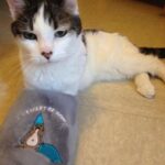 Antoine Goretti Instagram - Je ne sais pas ce que j’ai en ce moment mais je me pose beaucoup de questions, j’aimerais adopter un chat à la @la_spa , un chat que personne ne veut adopter pour lui donner une famille avec de l’amour, même s’il est vieux, même s’il est malade, même s’il a des traumatismes qui demandent du temps à soigner. Malgré tout, à chaque fois que je me dis que c’est décidé, je pense à mon chat Justin dont ma maman s’occupe depuis que je suis parti de la maison et j’ai un sentiment de culpabilité qui me noue la gorge, comme si inconsciemment je le remplaçais. Mon chat je l’aime et je ne le vois pas assez et plus il vieillit plus je redoute de le perdre et de ne pas avoir assez profité de lui. C’est un sentiment désagréable entre l’envie de donner du bonheur dans la vie d’un petit être qui en a manqué terriblement et celui de penser à son chat de 16ans (encore en forme) qui partira un jour et qui fera un trou dans mon cœur, comme tous les chats qui m’ont donné la chance de les avoir dans ma vie. Je pense aussi à moi, si je prends ce chat et que je lui donne de l’amour, comment je vais réussir à gérer mes émotions s’il part trop vite ou trop brusquement, bref j’ai 1000 questions en tête. Depuis tout petit, j’ai toujours été un amoureux des chats qui m’ont aidé à traverser la vie de manière plus douce. C’est fou comme des années plus tard je repense à Tigrou, Kimi et mon Justin et tous les souvenirs sont limpides. La douleur de les avoir perdu est d’ailleurs tout aussi présente, comme un membre de la famille à qui on repense avec bonheur et tristesse. Bref tout ça pour dire, n’abandonnez pas vos animaux, aimez-les, c’est ce qu’ils méritent. Si je fais ce post c’est pour avoir des témoignages de personnes dans ma situation afin de comprendre comment la gérer, merci 🤍🐈‍⬛