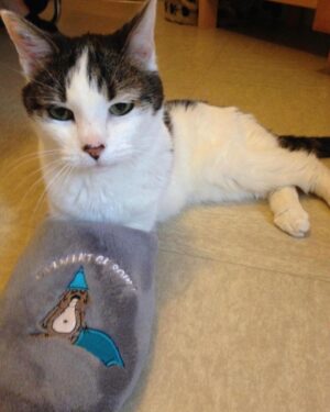 Antoine Goretti Instagram - Je ne sais pas ce que j’ai en ce moment mais je me pose beaucoup de questions, j’aimerais adopter un chat à la @la_spa , un chat que personne ne veut adopter pour lui donner une famille avec de l’amour, même s’il est vieux, même s’il est malade, même s’il a des traumatismes qui demandent du temps à soigner.

Malgré tout, à chaque fois que je me dis que c’est décidé, je pense à mon chat Justin dont ma maman s’occupe depuis que je suis parti de la maison et j’ai un sentiment de culpabilité qui me noue la gorge, comme si inconsciemment je le remplaçais. 

Mon chat je l’aime et je ne le vois pas assez et plus il vieillit plus je redoute de le perdre et de ne pas avoir assez profité de lui. C’est un sentiment désagréable entre l’envie de donner du bonheur dans la vie d’un petit être qui en a manqué terriblement et celui de penser à son chat de 16ans (encore en forme) qui partira un jour et qui fera un trou dans mon cœur, comme tous les chats qui m’ont donné la chance de les avoir dans ma vie.

Je pense aussi à moi, si je prends ce chat et que je lui donne de l’amour, comment je vais réussir à gérer mes émotions s’il part trop vite ou trop brusquement, bref j’ai 1000 questions en tête.

Depuis tout petit, j’ai toujours été un amoureux des chats qui m’ont aidé à traverser la vie de manière plus douce. C’est fou comme des années plus tard je repense à Tigrou, Kimi et mon Justin et tous les souvenirs sont limpides. La douleur de les avoir perdu est d’ailleurs tout aussi présente, comme un membre de la famille à qui on repense avec bonheur et tristesse.

Bref tout ça pour dire, n’abandonnez pas vos animaux, aimez-les, c’est ce qu’ils méritent. 

Si je fais ce post c’est pour avoir des témoignages de personnes dans ma situation afin de comprendre comment la gérer, merci 🤍🐈‍⬛