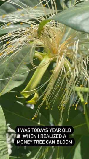 Ariel D. King Instagram - #moneytree #bloom #pachiraaquatica

I don’t think I’ll need those seeds though…I’m good.😂💜