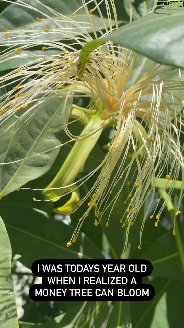 Ariel D. King - 384 Likes - #moneytree #bloom #pachiraaquatica
I donβt think Iβll need those seeds thoughβ¦Iβm good.ππ