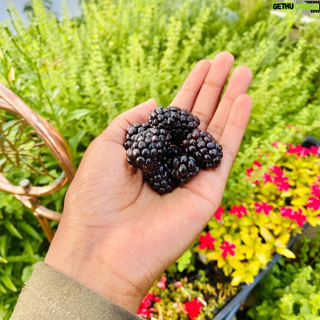 Ariel D. King Instagram - Meanwhile, in my mothers beautiful garden producing the #caviar of nature “Blackberries” The love of nature is insurmountable I am in no hurry. #gardening #organic