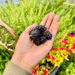 Ariel D. King Instagram - Meanwhile, in my mothers beautiful garden producing the #caviar of nature “Blackberries” The love of nature is insurmountable I am in no hurry. #gardening #organic