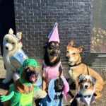 Ariel Winter Instagram - Happy Halloween from the doggos👻🍬 No doggo was put in costume without tonsssss of treatos 🦴🐾😂❤️ #halloween #dogsofinstagram #dogs #dogstagram