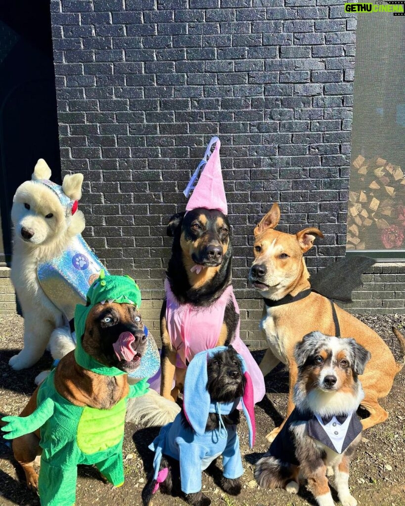 Ariel Winter Instagram - Happy Halloween from the doggos👻🍬 No doggo was put in costume without tonsssss of treatos 🦴🐾😂❤️ #halloween #dogsofinstagram #dogs #dogstagram