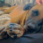 Ariel Winter Instagram – mid day coze with big baby 🥹❤️ #rescuedogsofinstagram #rescuedog #adoptdontshop #dogsofinstagram #pitbullmom
