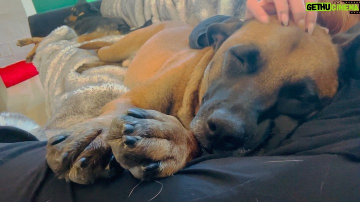 Ariel Winter Instagram - mid day coze with big baby 🥹❤️ #rescuedogsofinstagram #rescuedog #adoptdontshop #dogsofinstagram #pitbullmom